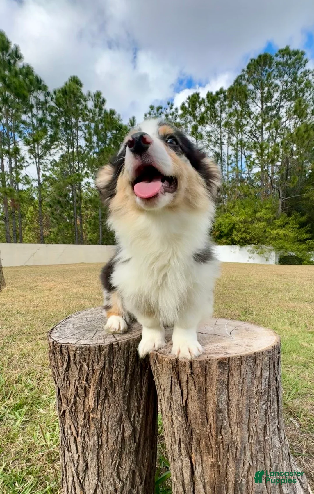 Mixed Breed dogs for sale: Augustus  - Ad 3