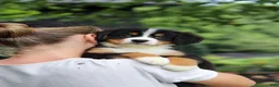 Bernese Mountain Dog dogs for sale: Sugar - Ad 7