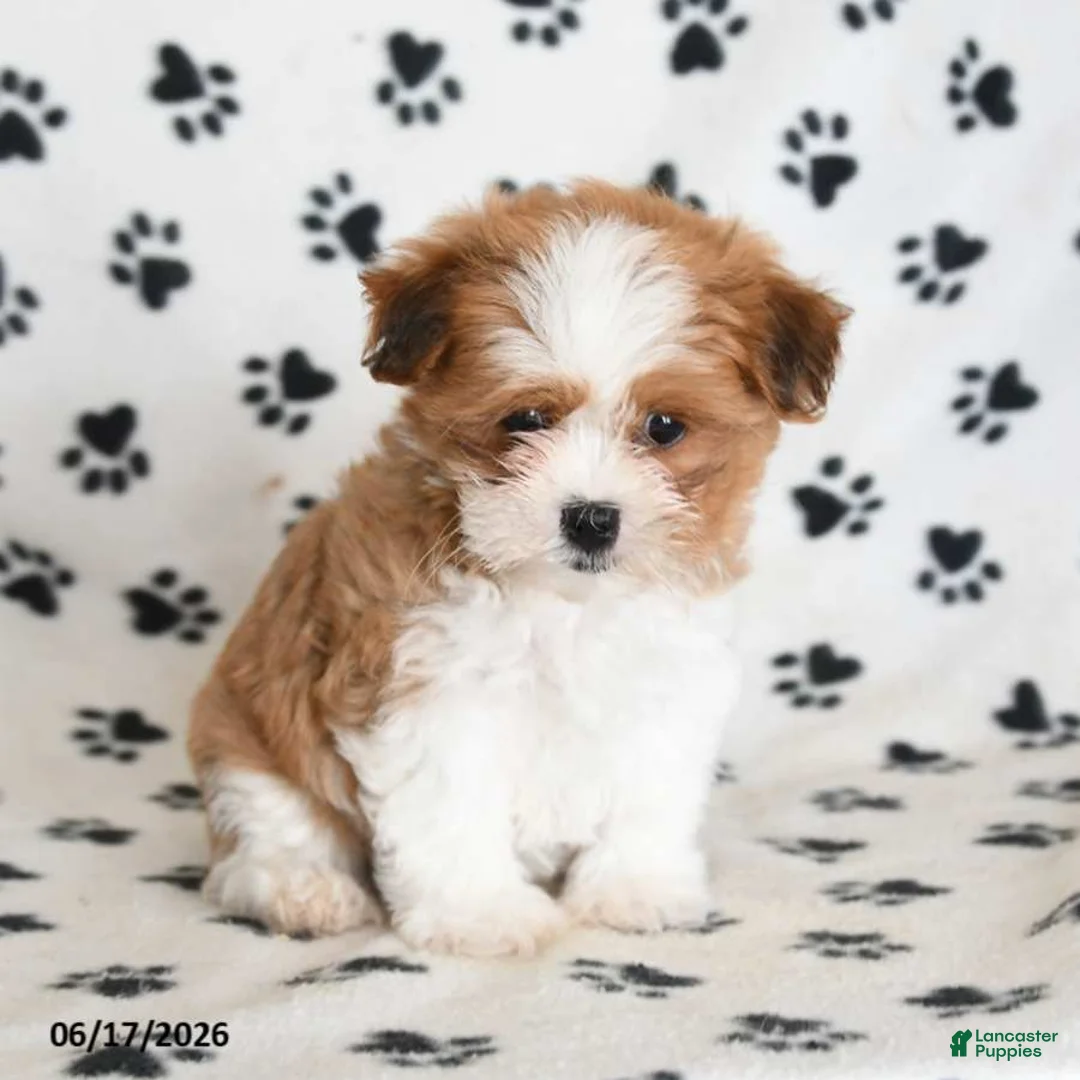 Malshi dogs for sale: Tigger - Ad 2