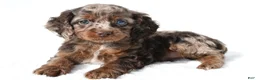 Cockapoo dogs for sale: Joy - Ad 1