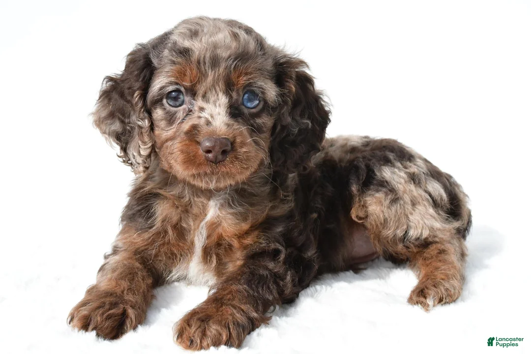 Cockapoo dogs for sale: Joy - Ad 1