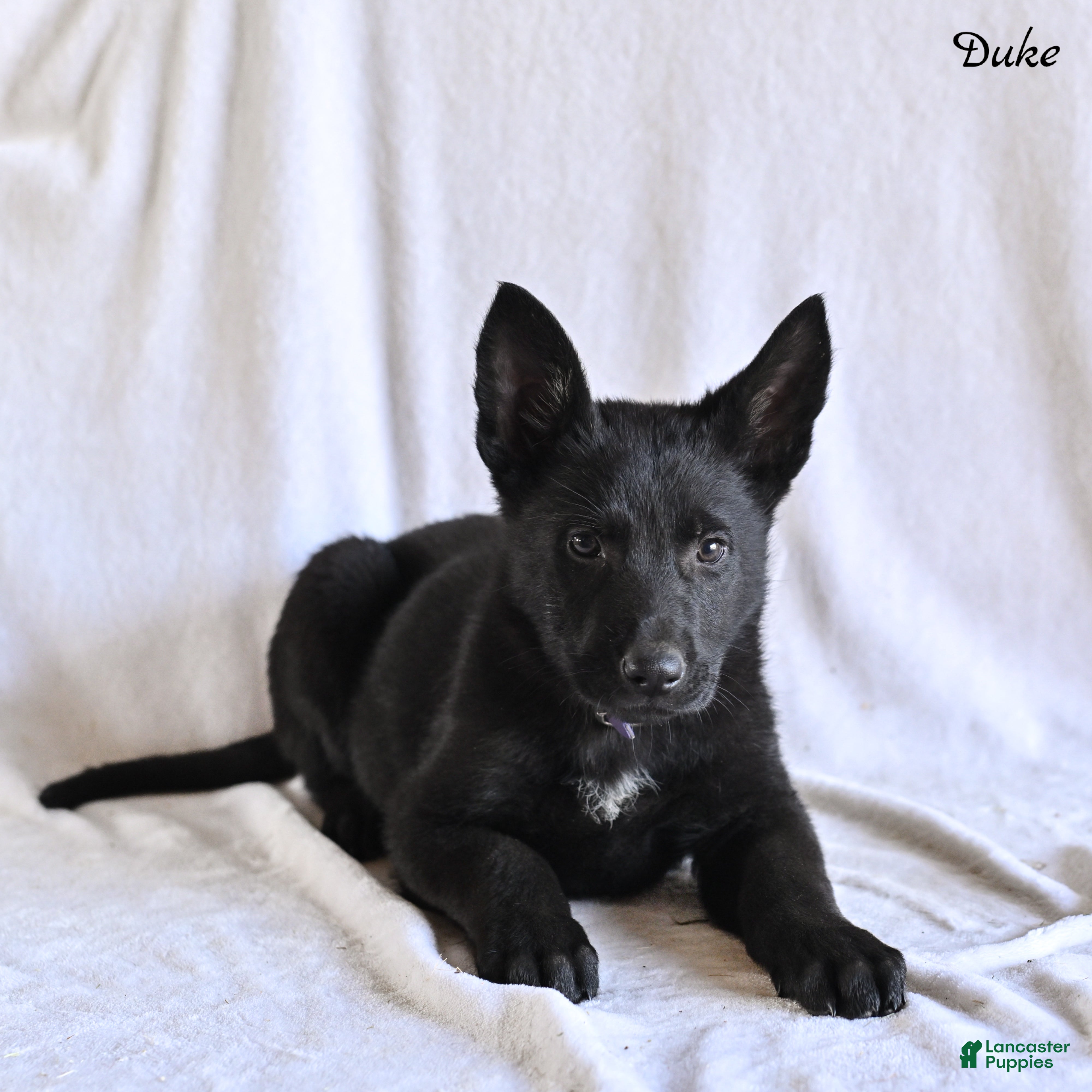 German Shepherd dogs Duke - Ad 2