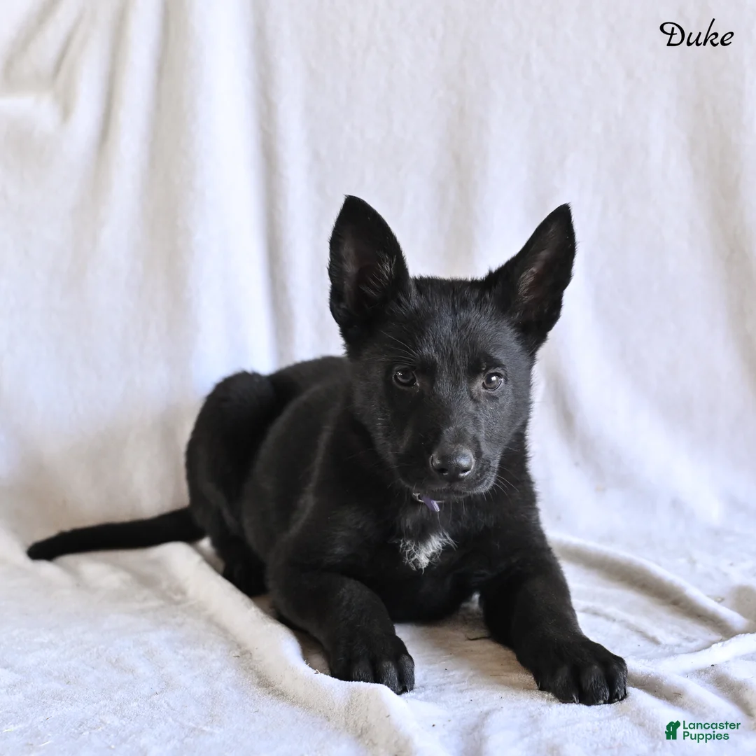 German Shepherd dogs for sale: Duke - Ad 2