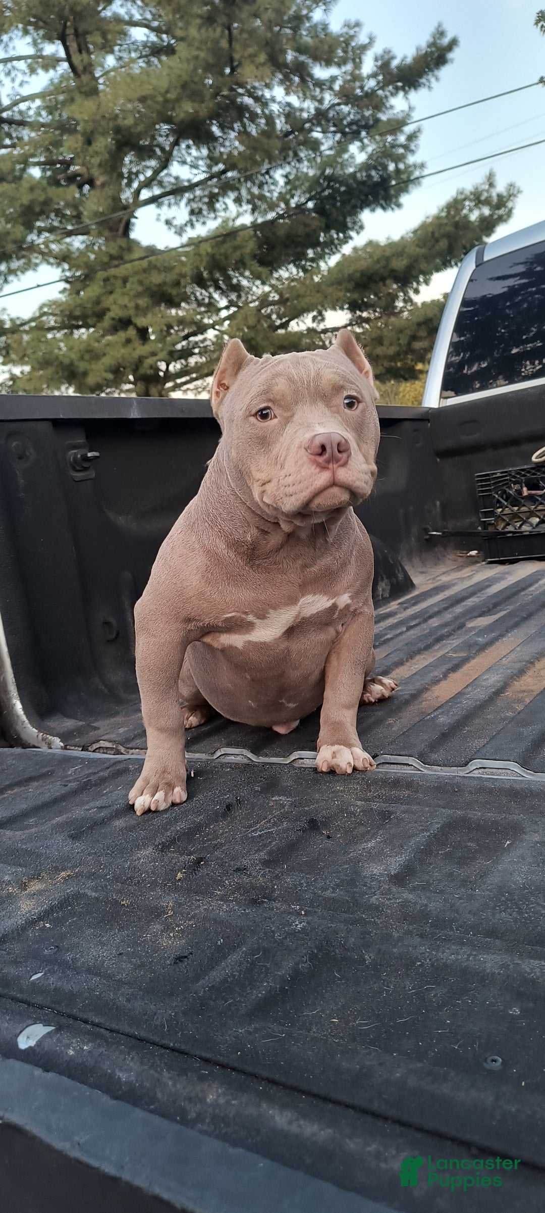 American Bully dogs for sale: American Bully Puppy 1 - Ad 7