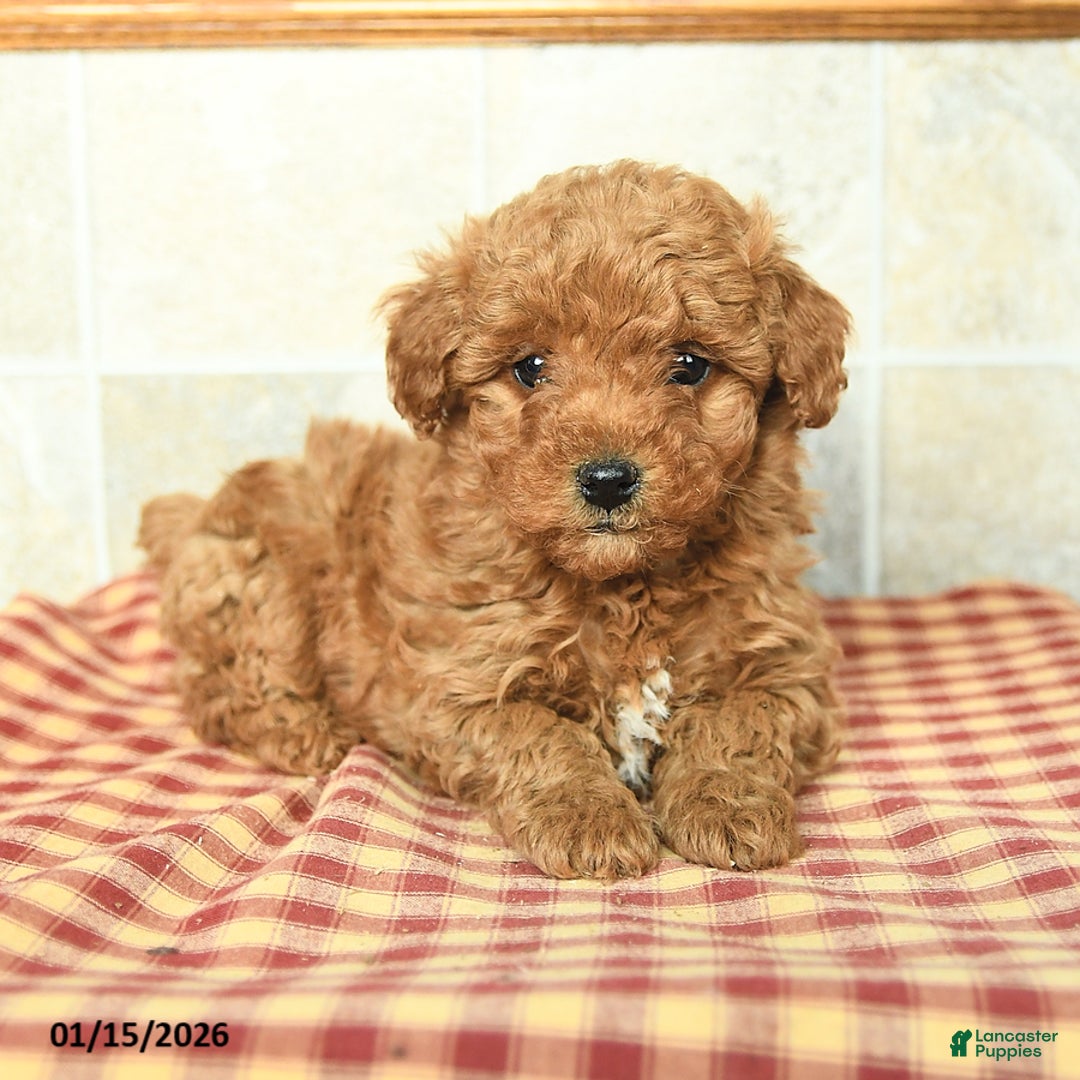 Yorkiepoo dogs for sale: Elliot - Ad 1