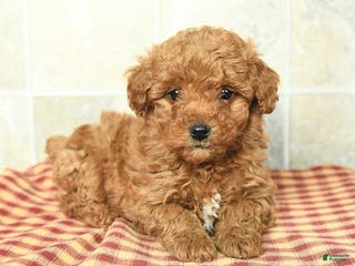 Yorkiepoo dogs for sale: Elliot - Ad 1