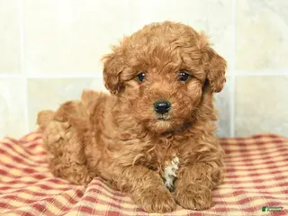 Yorkiepoo dogs Elliot - Ad 34