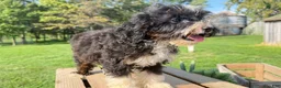 Mini Bernedoodle dogs for sale: Fusilli - Ad 3
