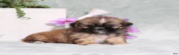 Shih Tzu dogs for sale: Rosella - Ad 5