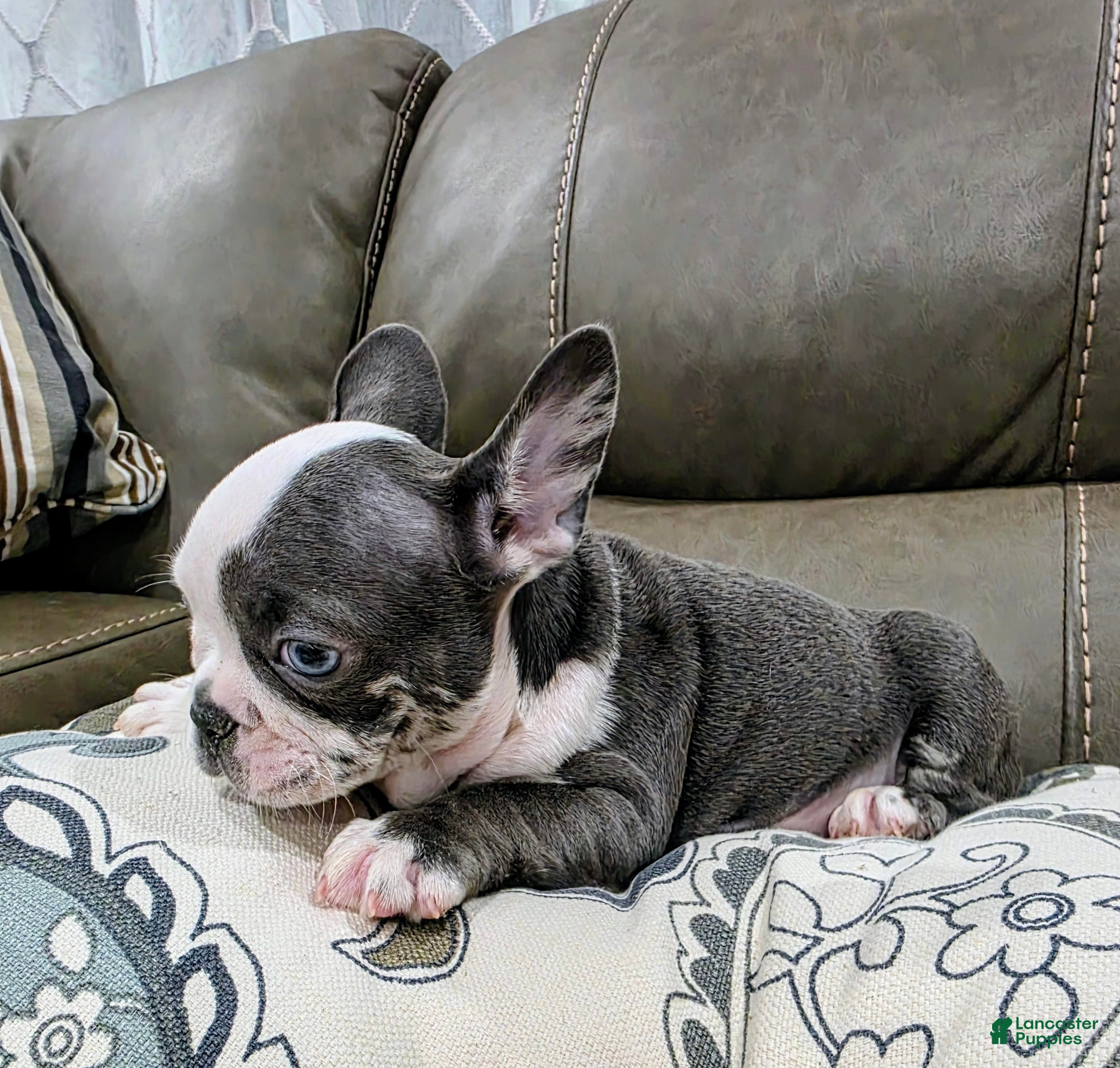French Bulldog dogs for sale: Sultan - Ad 4