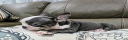 French Bulldog dogs for sale: Sultan - Ad 1