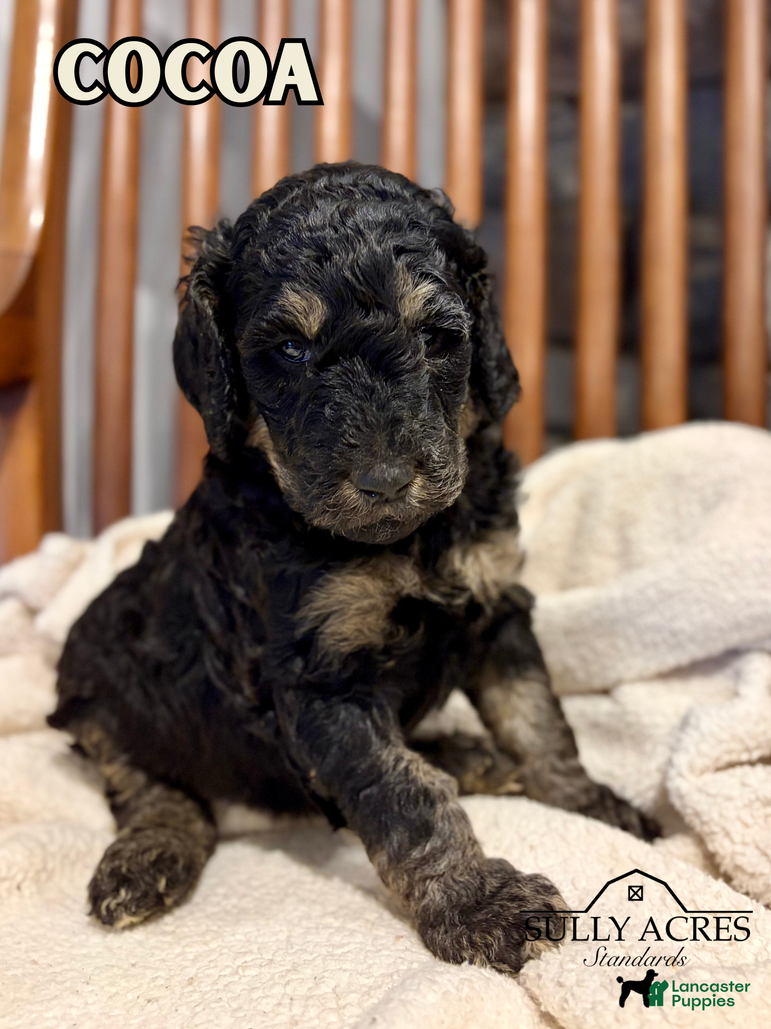 Standard Poodle dogs for sale: Cocoa - Ad 4