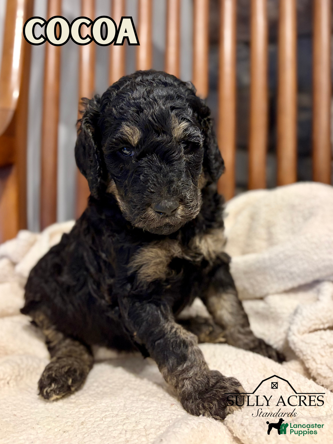 Standard Poodle dogs for sale: Cocoa - Ad 1