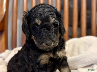 Standard Poodle dogs Cocoa - Ad 33