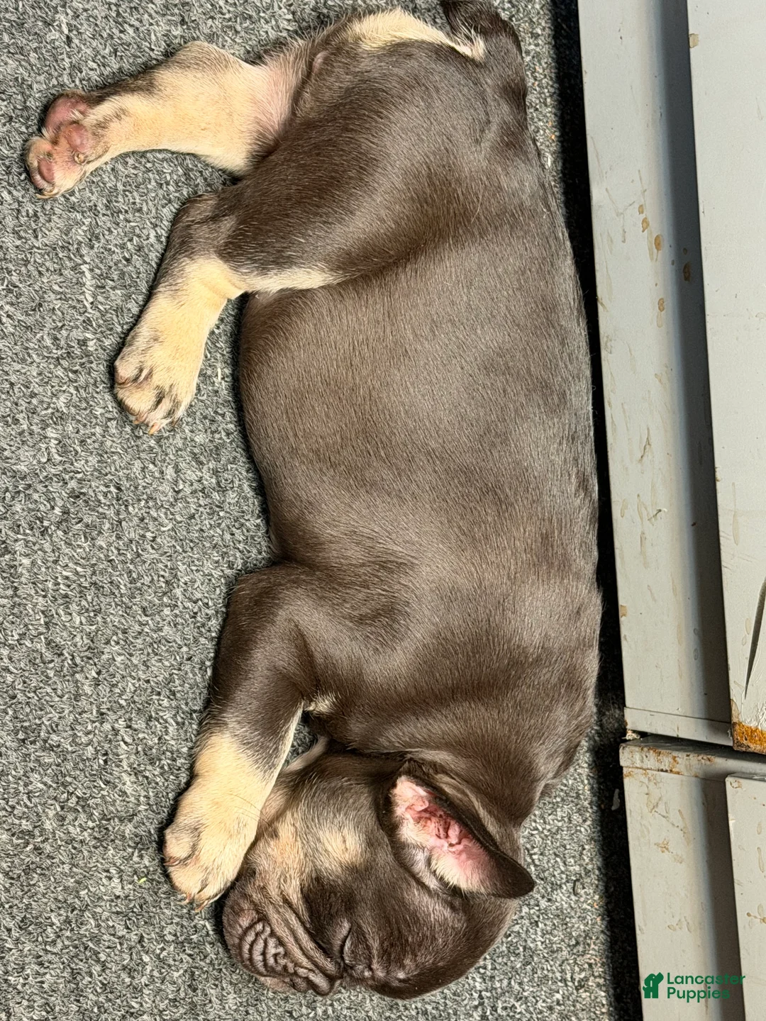 French Bulldog dogs for sale: French Bulldog 4 - Ad 2