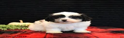 Teddy Bear dogs for sale: Pepper - Ad 4
