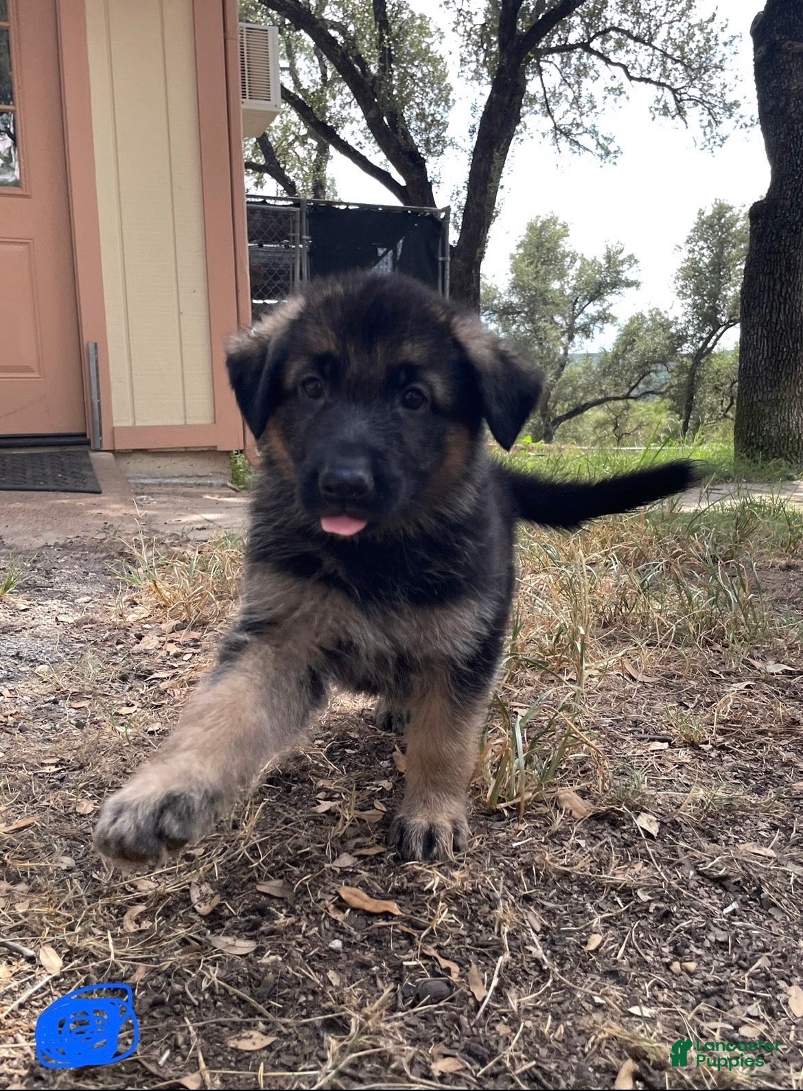 German Shepherd dogs Blue - Ad 1