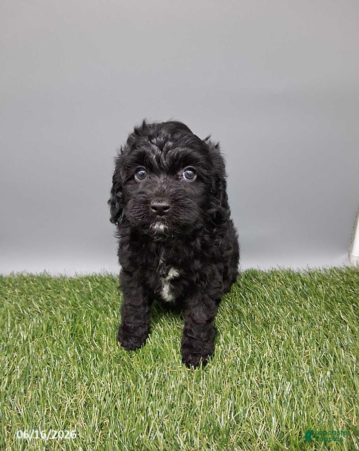 Cockapoo dogs Casey - Ad 2