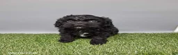 Cockapoo dogs for sale: Casey - Ad 2