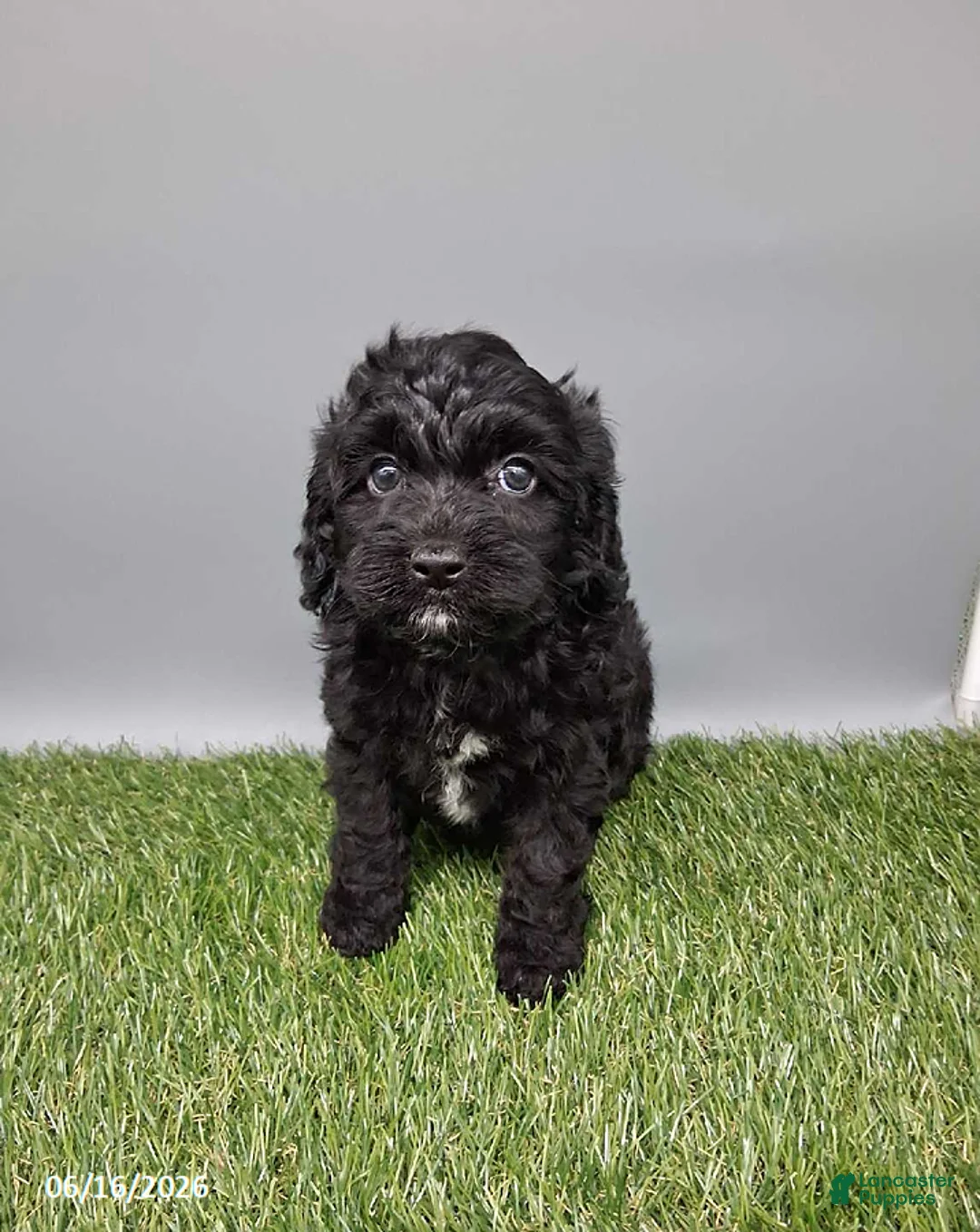 Cockapoo dogs for sale: Casey - Ad 2