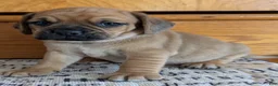 Puggle dogs for sale: Kobe  - Ad 10