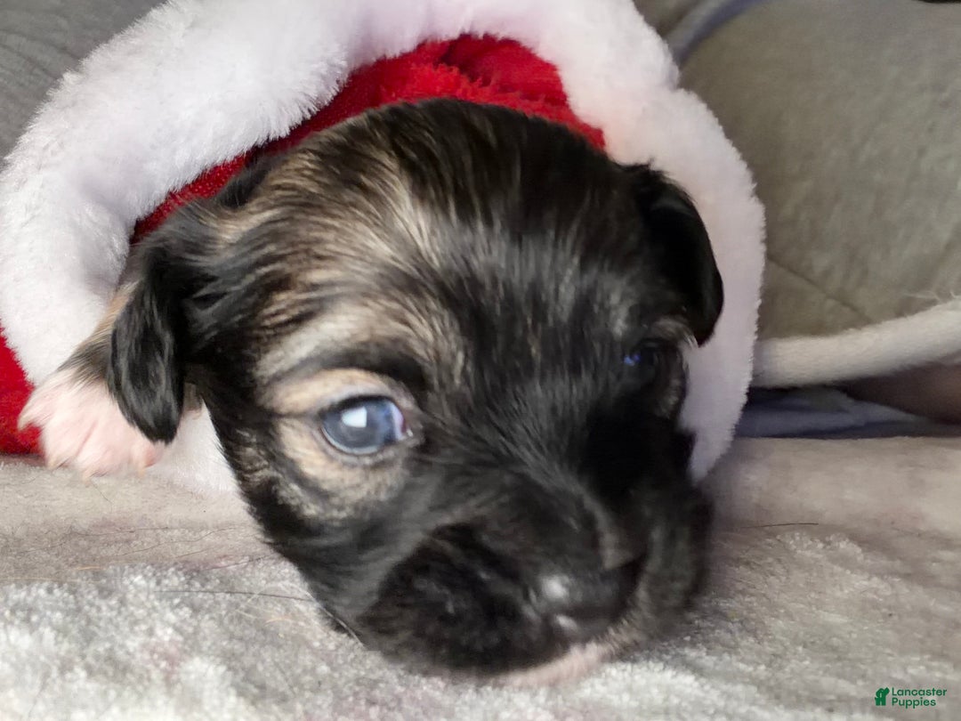 Chihuahua dogs for sale: Emmy - Ad 9