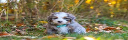 Mini Bernedoodle dogs for sale: Shadow - Ad 5