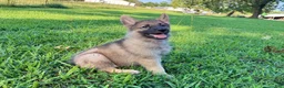 German Shepherd dogs for sale: Rocky - Ad 3