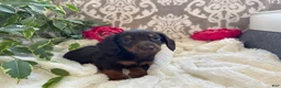 Miniature Dachshund dogs for sale: Conner - Ad 9