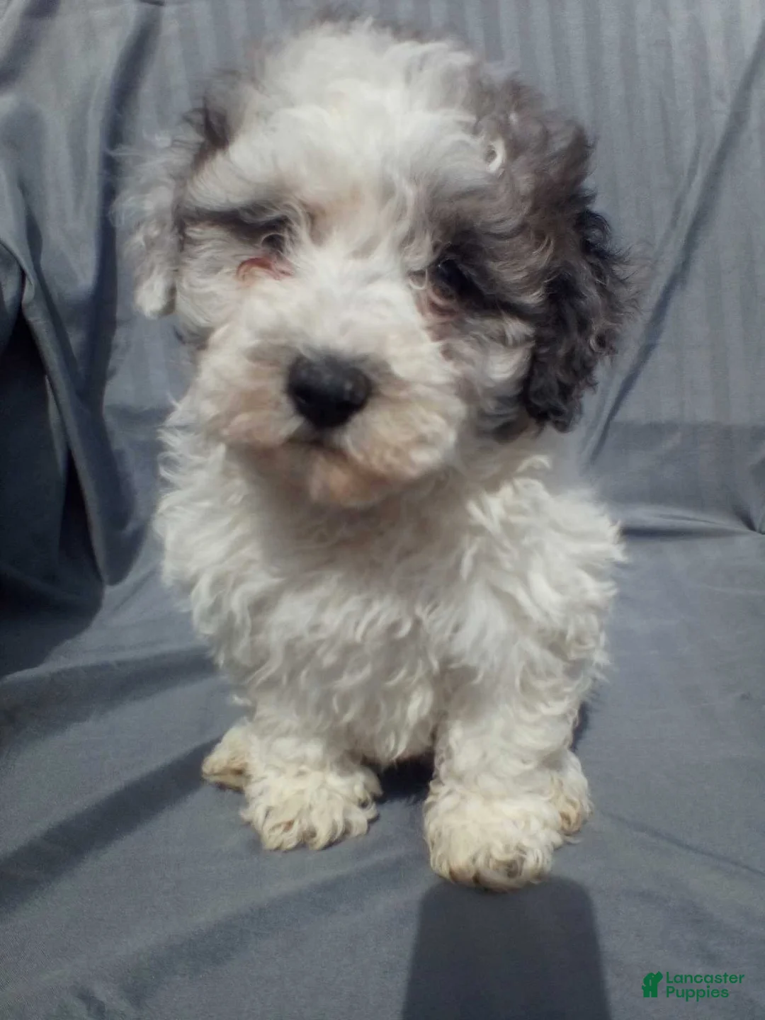 Toy Poodle dogs for sale: Toy Poodle Puppy 3 - Ad 1