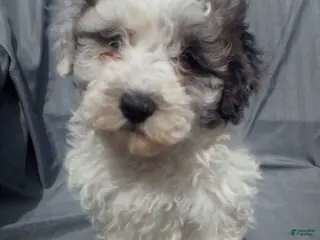 Toy Poodle dogs for sale: Toy Poodle Puppy 3 - Ad 2