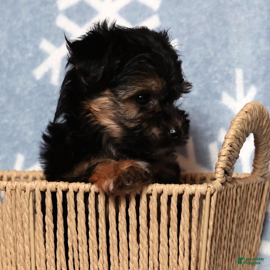 Yochon dogs for sale: Buddy - Ad 9