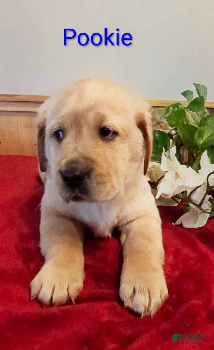 Goldador dogs Pookie - Ad 9