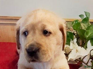 Goldador dogs Pookie - Ad 9