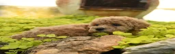 Toy Poodle dogs for sale: Darla - Ad 3