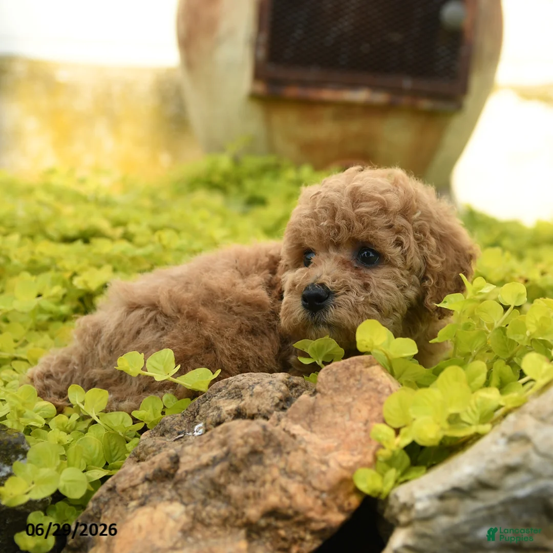 Toy Poodle dogs for sale: Darla - Ad 3