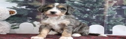 Mini Bernedoodle dogs for sale: Theo - Ad 4