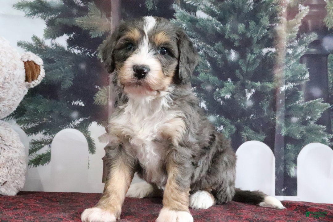 Mini Bernedoodle dogs for sale: Theo - Ad 4
