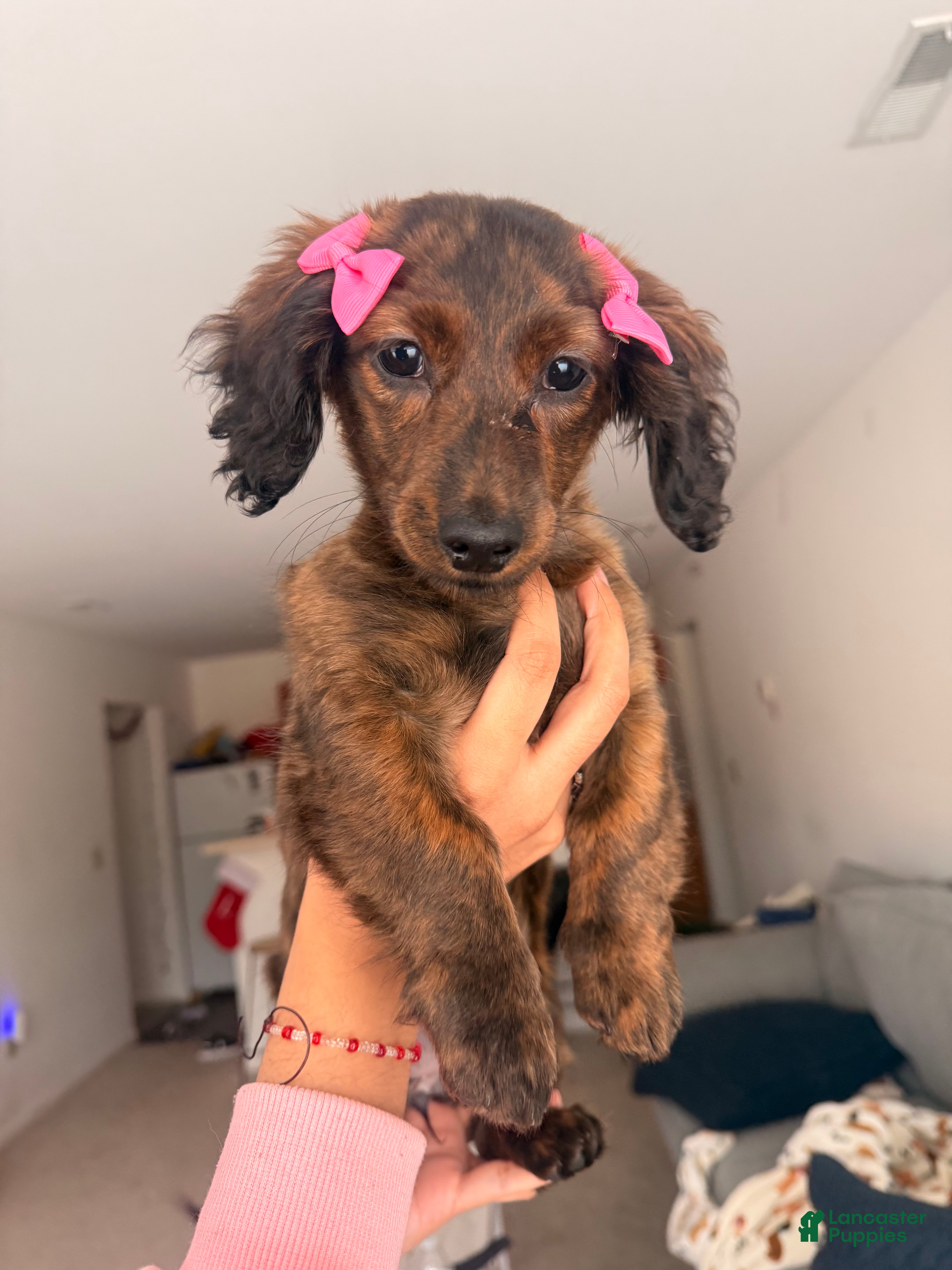 Miniature Dachshund dogs Daisy - Ad 6