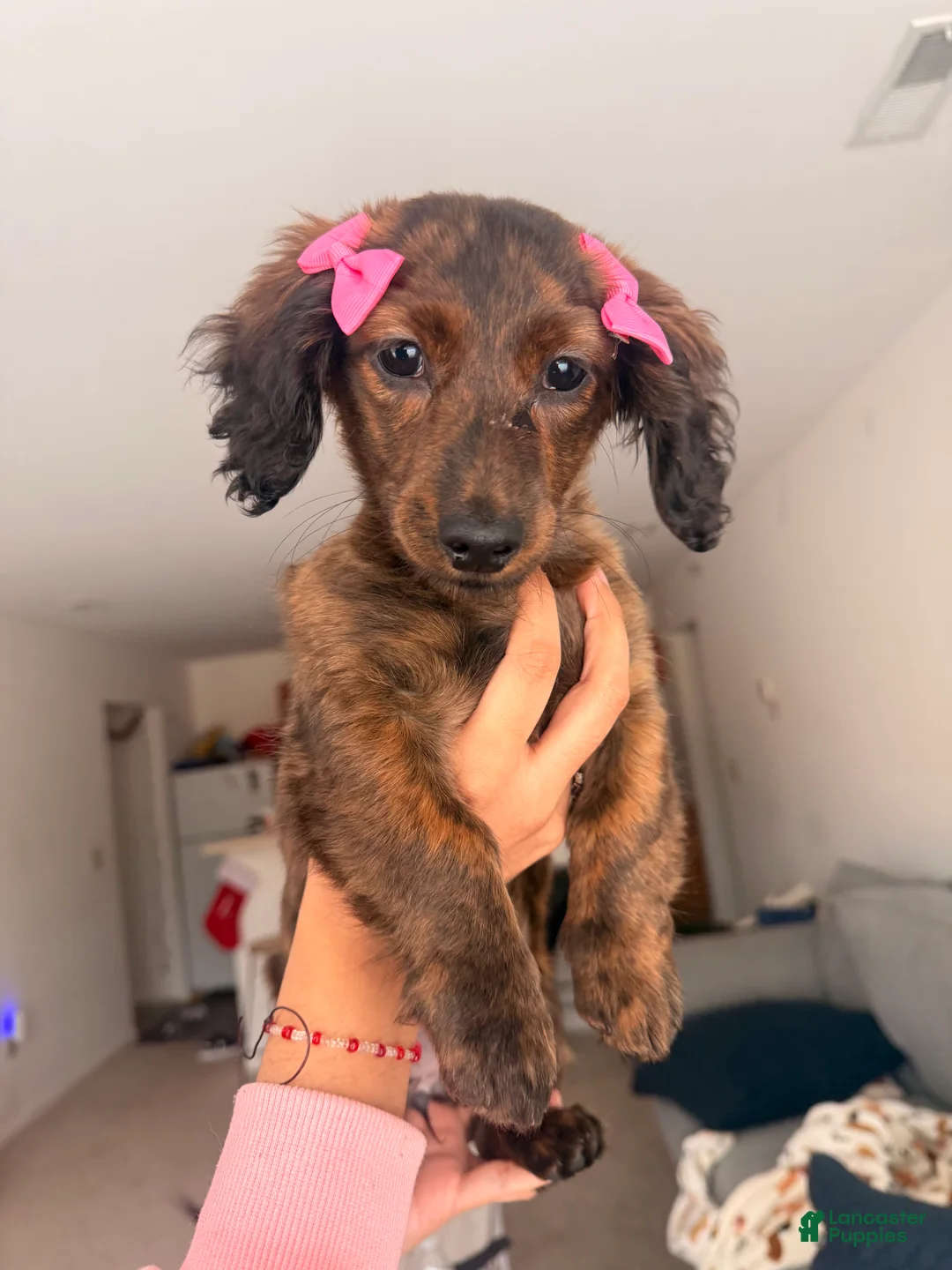 Miniature Dachshund dogs for sale: Daisy - Ad 1