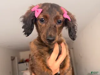 Miniature Dachshund dogs Daisy - Ad 6