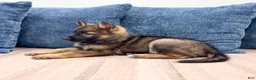 German Shepherd dogs for sale: Becky - Ad 3
