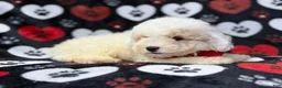 Bichpoo dogs for sale: Hex - Ad 11