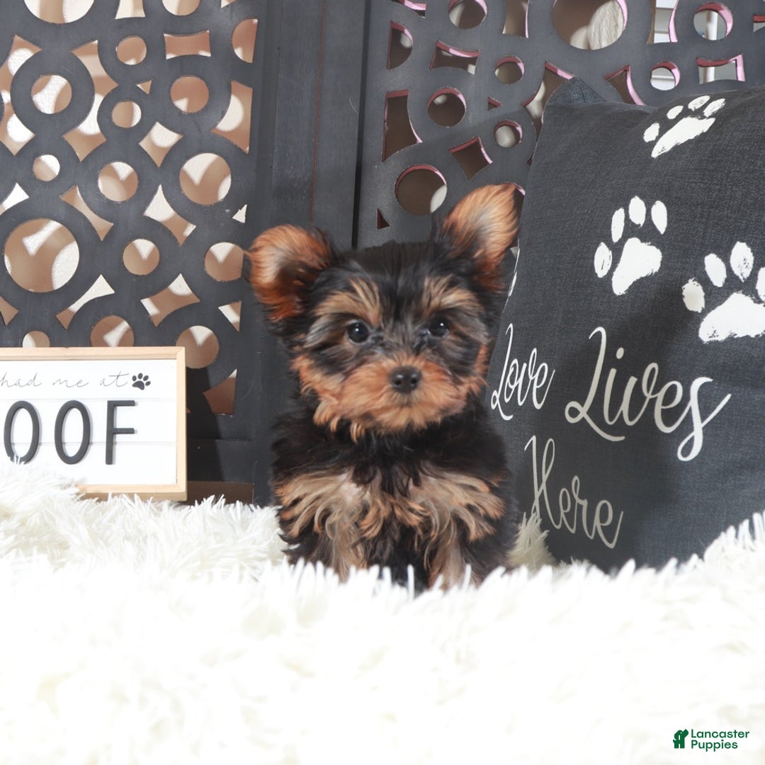 Yorkshire Terrier dogs for sale: Colt Adorable Teacup Yorkie - Ad 3
