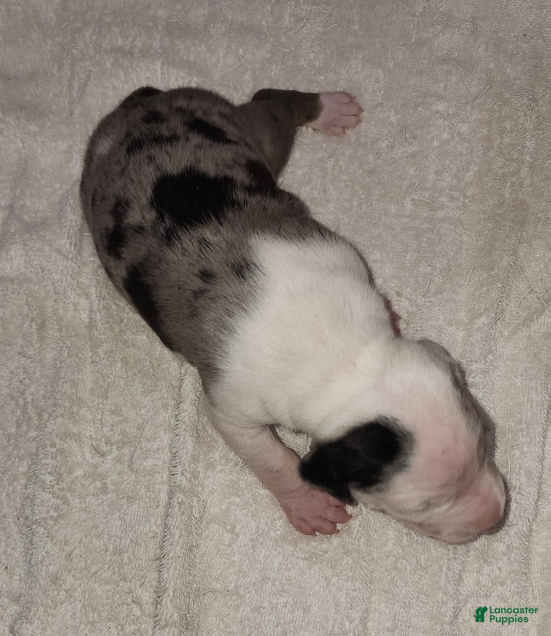 Catahoula Leopard Dog dogs for sale: Gabby F2025 F1 Catahoula Puppy - Ad 3