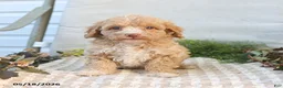Mini Goldendoodle dogs for sale: Mabel - Ad 5