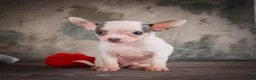Chihuahua dogs for sale: Lane - Ad 10