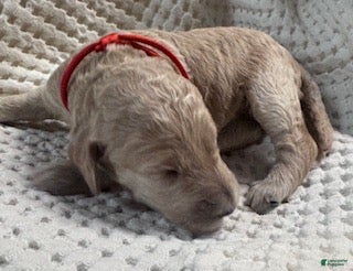 Miniature Labradoodle dogs Miniature Labradoodle 6 - Ad 35