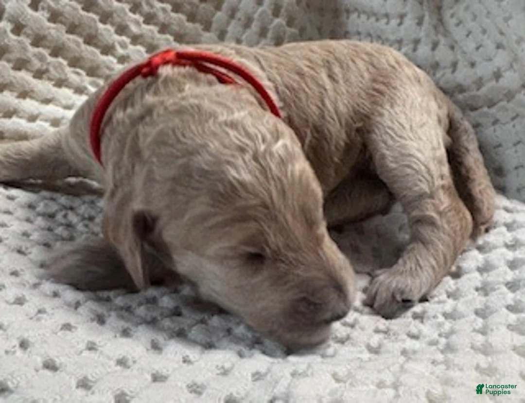 Miniature Labradoodle dogs for sale: Miniature Labradoodle 6 - Ad 1