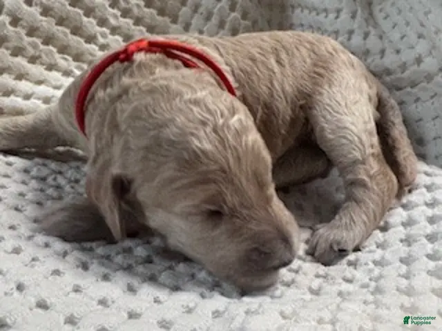 Miniature Labradoodle dogs for sale: Miniature Labradoodle 6 - Ad 31